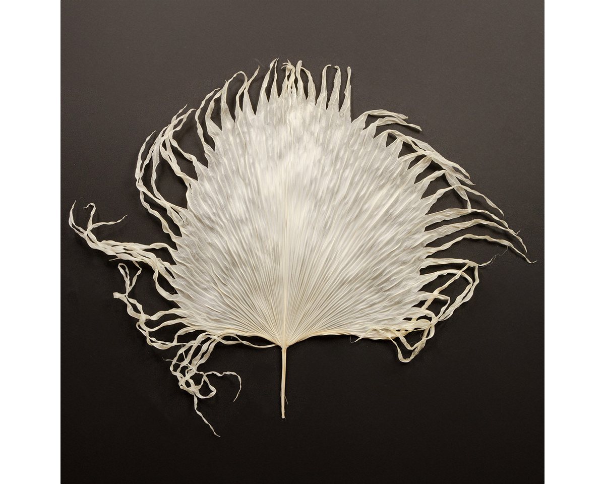 Viana Bastelnaturmaterial Dekorative Palmwedel für stilvolle Arrangements und kreative von Viana