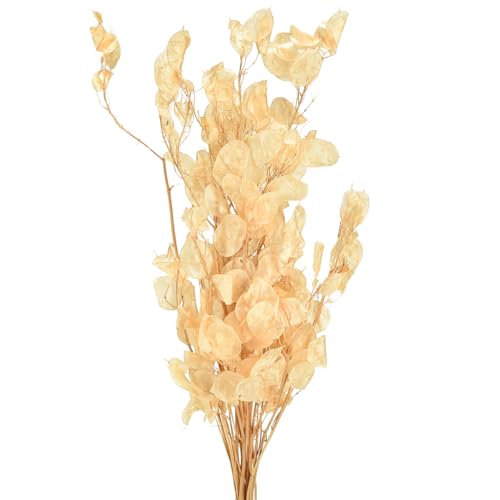 Viana Dekoratives getrocknetes Silberblatt Lunaria mit Champagnerschimmer Viana Dekoratives getrocknetes Silberblatt Lunaria mit Champagnerschimmer von Viana