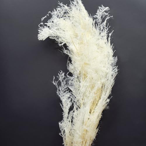 Viana Elegante cremefarbene Asparagus Trockengräser für stimmungsvolle Deko von Viana