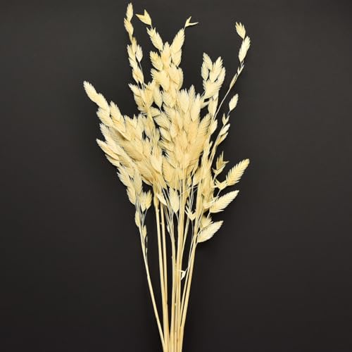 Viana Elegantes Plattährengras Chasmantium für stilvolle Dekorationen von Viana