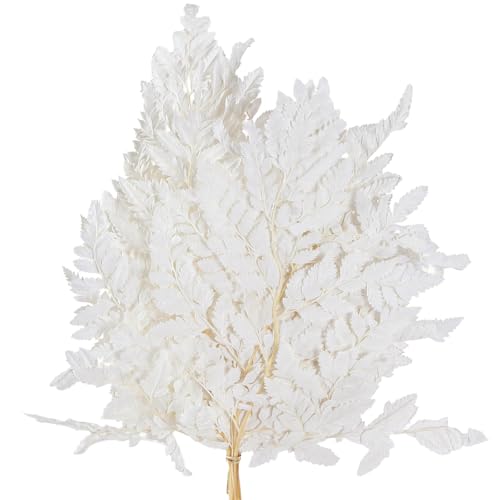 Viana Farnwedel Deko Weiß 45cm - Langlebig & Pflegeleicht Viana Farnwedel Deko Weiß 45cm - Langlebig & Pflegeleicht von Viana