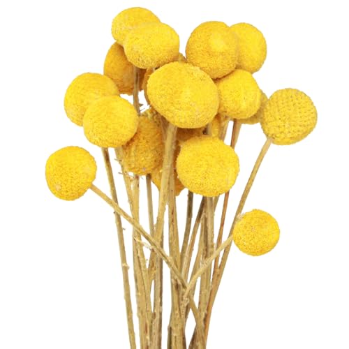 Viana Getrocknete Craspedia Trommelstöckchen als langlebiges Wohnraumdekor Viana Getrocknete Craspedia Trommelstöckchen als langlebiges Wohnraumdekor von Viana