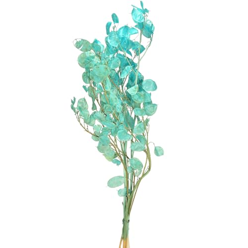 Viana Silberblatt getrocknet Deko Blau 65-70cm Trockenblume von Viana