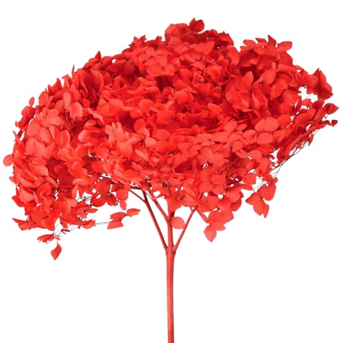 Viana Strahlend rote konservierte Hortensie als Elegante Deko für Ihr Zuhause Viana Strahlend rote konservierte Hortensie als Elegante Deko für Ihr Zuhause von Viana
