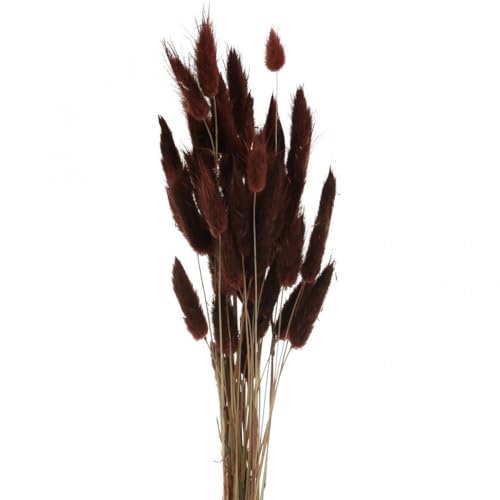 Viana Trockenfloristik Deko-Gras Lagurus Braun, Samtgras Hasenschwänzchen, 35–50cm, 25g von Viana