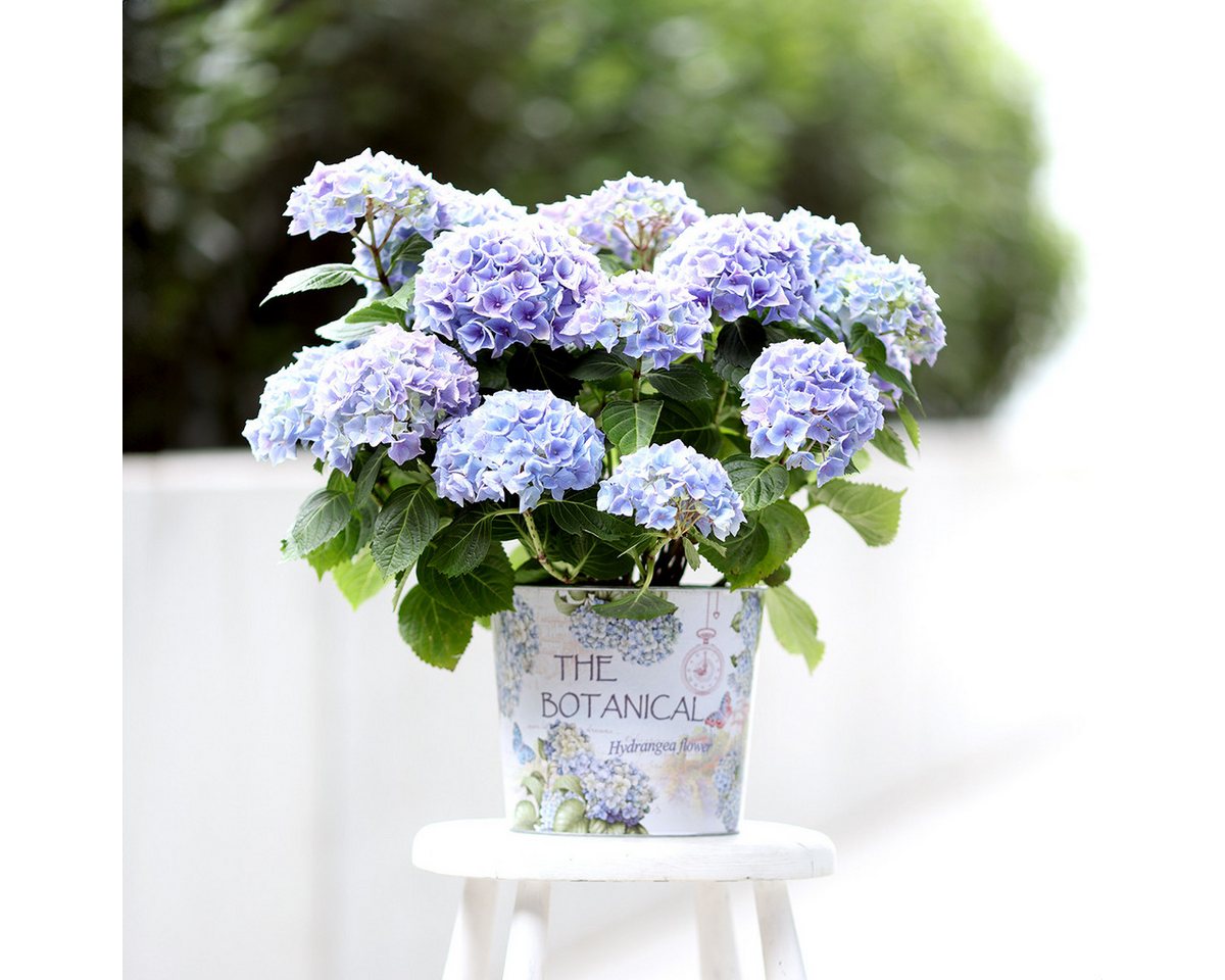 Viana Übertopf Übertopf Metall Nostalgie Blumentopf Hydrangea Ø24cm H21cm von Viana