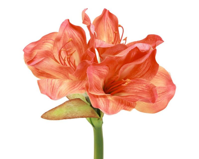 Winterliche Kunstpflanze Künstliche Amaryllis Blumen Orange Dekoration 55cm 2er Set -, Viana von Viana