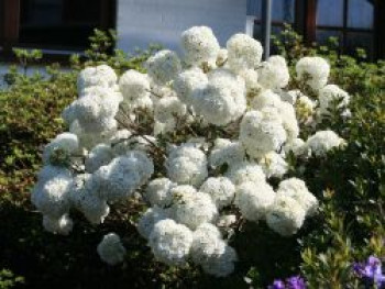 Schneeball 'Eskimo', 30-40 cm, Viburnum 'Eskimo', Containerware von Viburnum 'Eskimo'