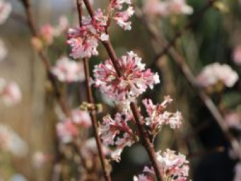 Winterschneeball 'Charles Lamont', 100-150 cm, Viburnum bodnantense 'Charles Lamont', Containerware XXL von Viburnum bodnantense 'Charles Lamont'