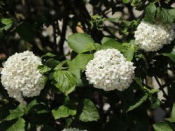 Großblumiger Duft-Schneeball, 80-100 cm, Viburnum carlcephalum, Containerware XXL Großblumiger Duft-Schneeball, 80-100 cm, Viburnum carlcephalum, Containerware XXL von Viburnum carlcephalum