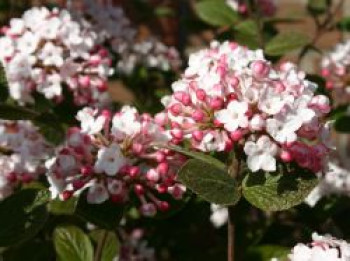 Koreanischer Duft-Schneeball, 60-80 cm, Viburnum carlesii, Containerware von Viburnum carlesii