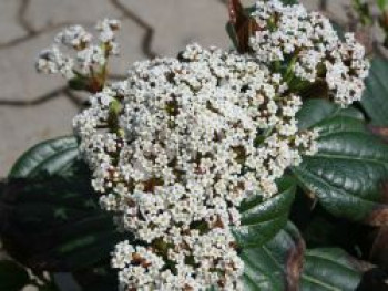 Immergrüner Kissen-Schneeball, 20-25 cm, Viburnum davidii, Containerware von Viburnum davidii