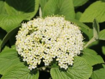 Wolliger Schneeball, 15-30 cm, Viburnum lantana, Weichwandcontainer von Viburnum lantana