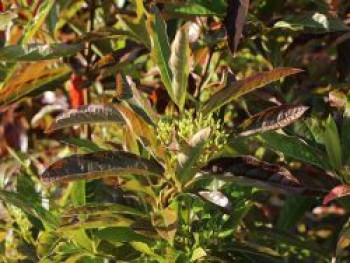 Schneeball 'Brandywine' ®, 80-100 cm, Viburnum nudum 'Brandywine' ®, Containerware von Viburnum nudum 'Brandywine' ®