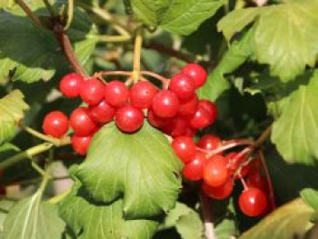 Zwerg-Schneeball 'Compactum', 10-20 cm, Viburnum opulus 'Compactum', Topfware von Viburnum opulus 'Compactum'