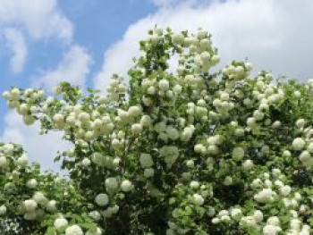 Gefüllter Schneeball / Echter Schneeball 'Roseum', 10-30 cm, Viburnum opulus 'Roseum', Topfware von Viburnum opulus 'Roseum'