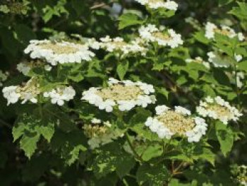 Gemeiner Schneeball, 80-100 cm, Viburnum opulus, Containerware von Viburnum opulus