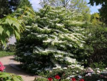 Japanischer Schneeball 'Cascade', 20-30 cm, Viburnum plicatum 'Cascade', Containerware von Viburnum plicatum 'Cascade'