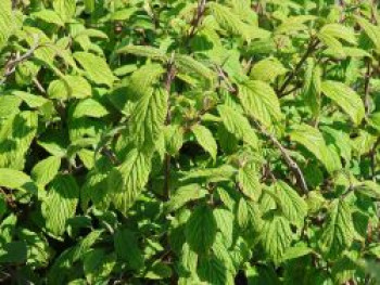 Japanischer Schneeball 'Kilimandjaro', 40-60 cm, Viburnum plicatum 'Kilimandjaro', Containerware von Viburnum plicatum 'Kilimandjaro'