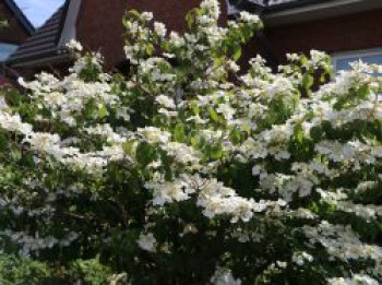 Japanischer Schneeball 'Lanarth', 40-60 cm, Viburnum plicatum 'Lanarth', Containerware von Viburnum plicatum 'Lanarth'