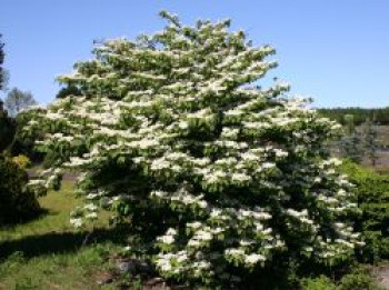 Japanischer Schneeball 'Mariesii', 60-80 cm, Viburnum plicatum 'Mariesii', Containerware XXL von Viburnum plicatum 'Mariesii'