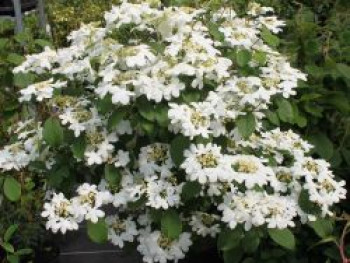 Japanischer Zwerg-Schneeball 'Watanabe', Stamm 50 cm, 70-100 cm, Viburnum plicatum 'Watanabe', Stämmchen XXL von Viburnum plicatum 'Watanabe'