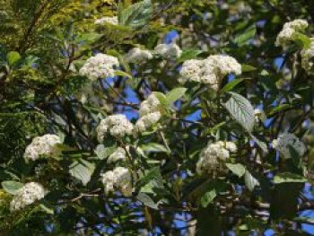 Runzelblättriger Schneeball / Immergrüner Zungenschneeball, 80-100 cm, Viburnum rhytidophyllum, Containerware XXL von Viburnum rhytidophyllum
