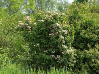 Schneeball 'Onondaga', 40-60 cm, Viburnum sargentii 'Onondaga', Containerware von Viburnum sargentii 'Onondaga'