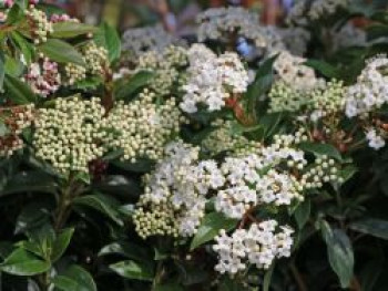 Lorbeer-Schneeball 'Gwenllian', 30-40 cm, Viburnum tinus 'Gwenllian', Containerware von Viburnum tinus 'Gwenllian'