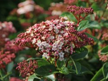 Schneeball 'Lisarose' ®, 30-40 cm, Viburnum tinus 'Lisarose' ®, Containerware von Viburnum tinus 'Lisarose' ®