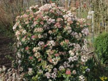 Mittelmeer Schneeball, 10-20 cm, Viburnum tinus, Topfware von Viburnum tinus
