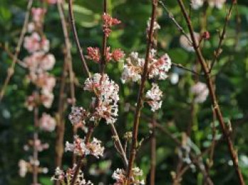 Bodnant-Winterschneeball 'Dawn', 80-100 cm, Viburnum x bodnantense 'Dawn', Containerware von Viburnum x bodnantense 'Dawn'