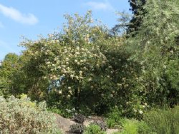 Prager Schneeball, 60-80 cm, Viburnum x pragense, Containerware XXL Prager Schneeball, 60-80 cm, Viburnum x pragense, Containerware XXL von Viburnum x pragense