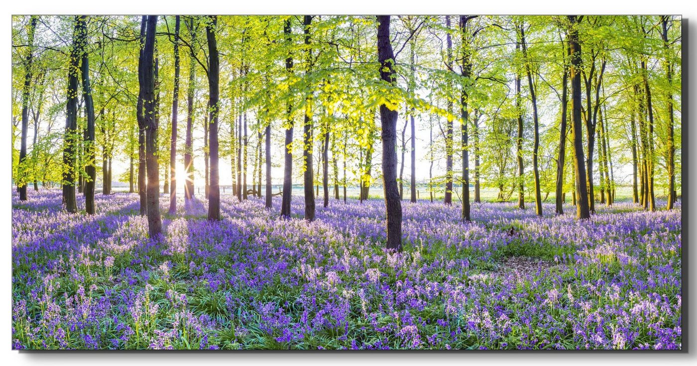 Victor (Zenith) Acrylglasbild Blauglöckchen im Frühlingswald, Blumen, in 50x100 cm, Glasbilder Blumen, Wohnzimmer & Schlafzimmer von Victor (Zenith)