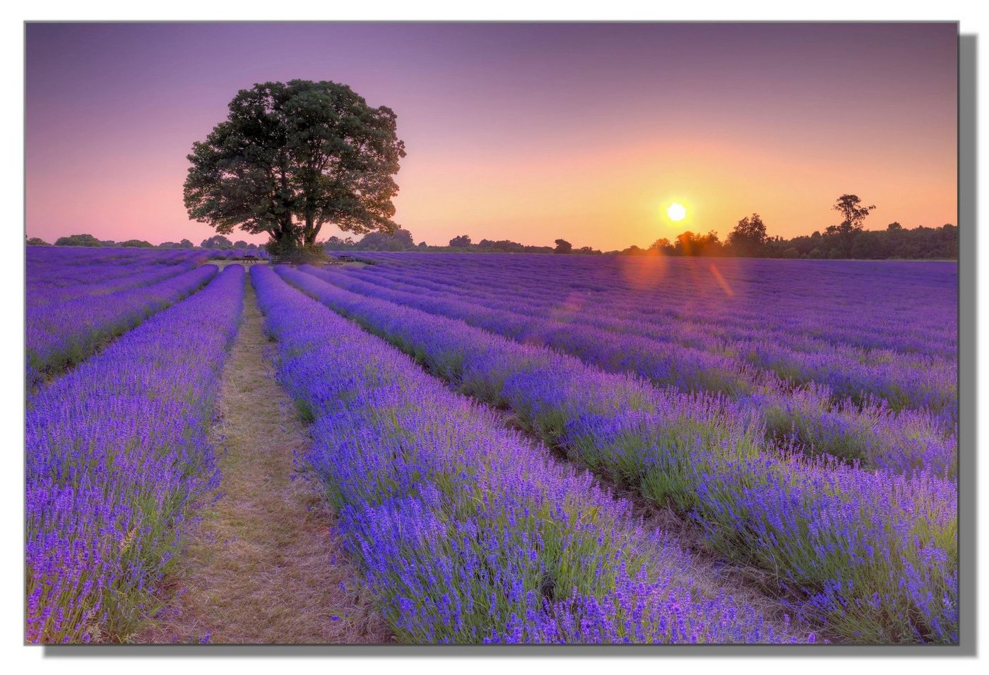 Victor (Zenith) Acrylglasbild Acrylglasbild \"Lavendelmeer in der Provence\" - Größe: 40 x 60 cm, Landschaften, in 40x60 cm, Glasbilder Blumen, Acrylglasbilder Wohnzimmer von Victor (Zenith)