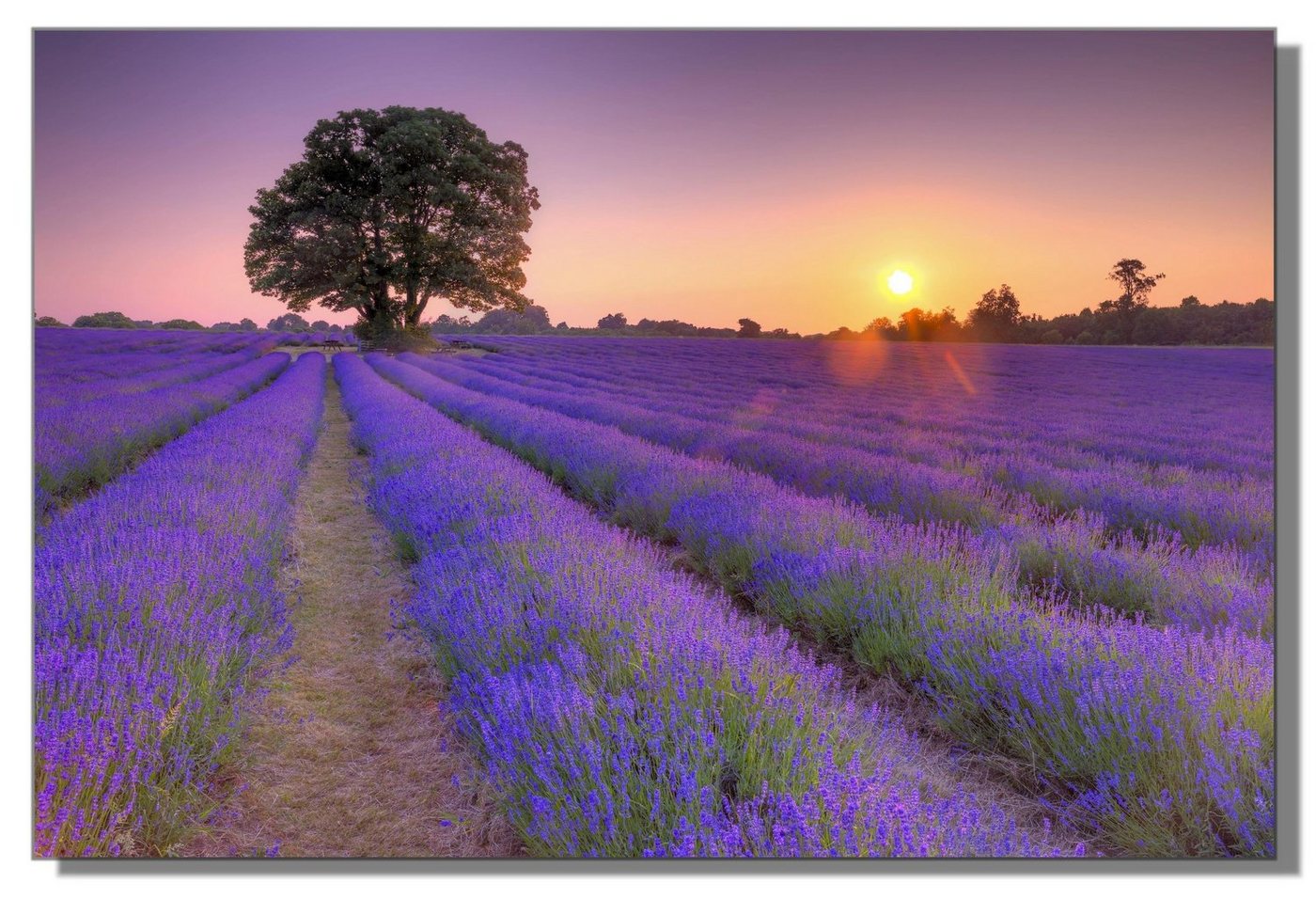 Victor (Zenith) Acrylglasbild Lavendelmeer in der Provence, Landschaften, in 60x90 cm, Glasbilder Blumen, Acrylglasbilder Wohnzimmer von Victor (Zenith)