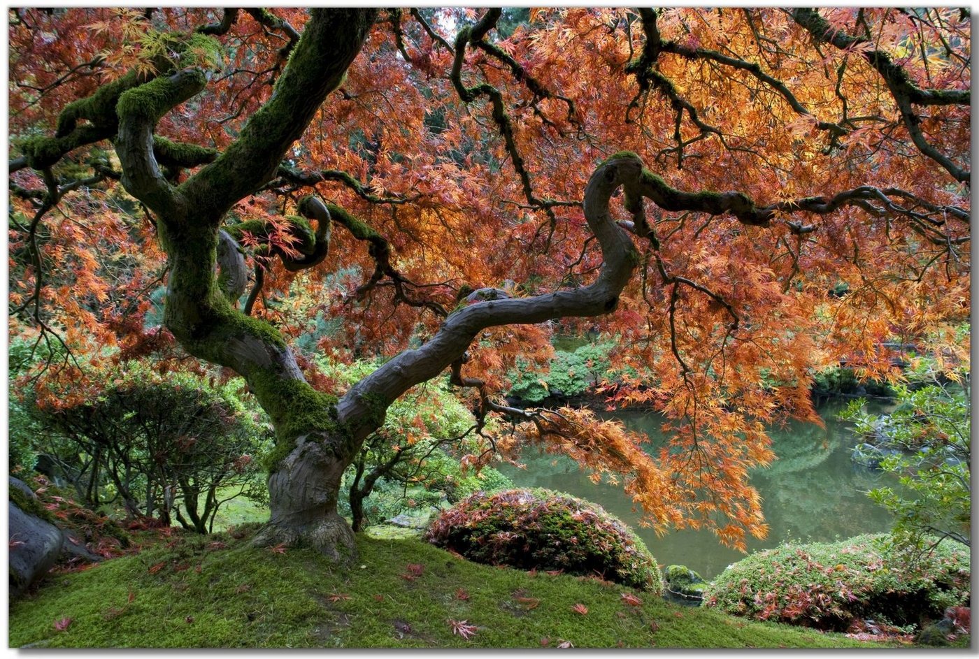 Victor (Zenith) Leinwandbild Japanischer Baum, Bäume, in 40x60 cm, Wandbild Leinwand Bäume, Landschaftsbild von Victor (Zenith)