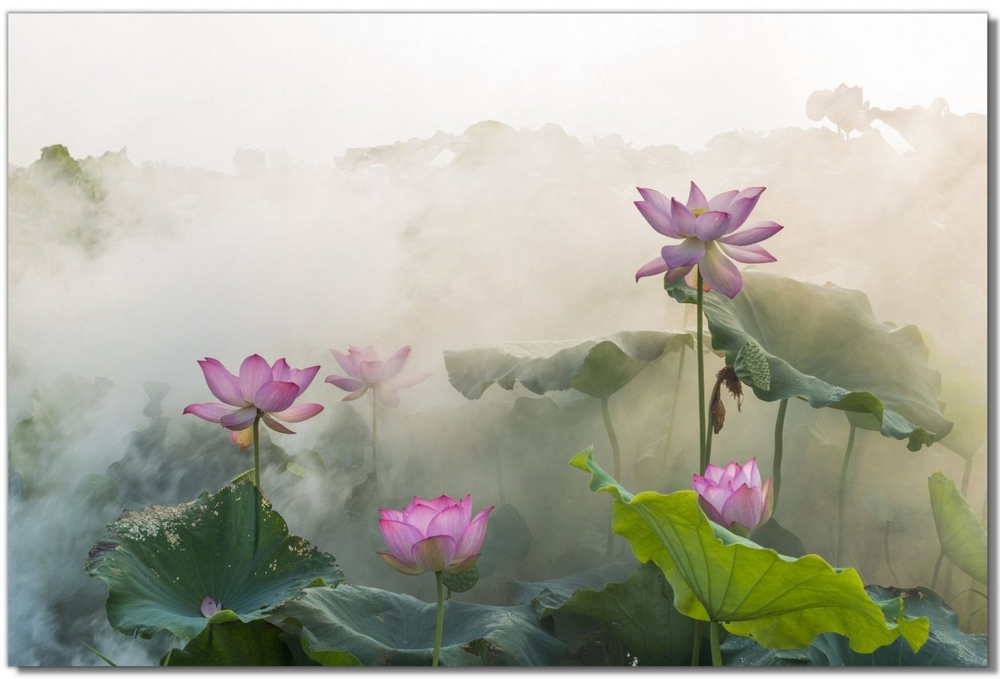 Victor (Zenith) Leinwandbild Lotusblüte, Landschaften, in 80x120 cm, Wandbild Leinwand Blumen, Landschaften von Victor (Zenith)