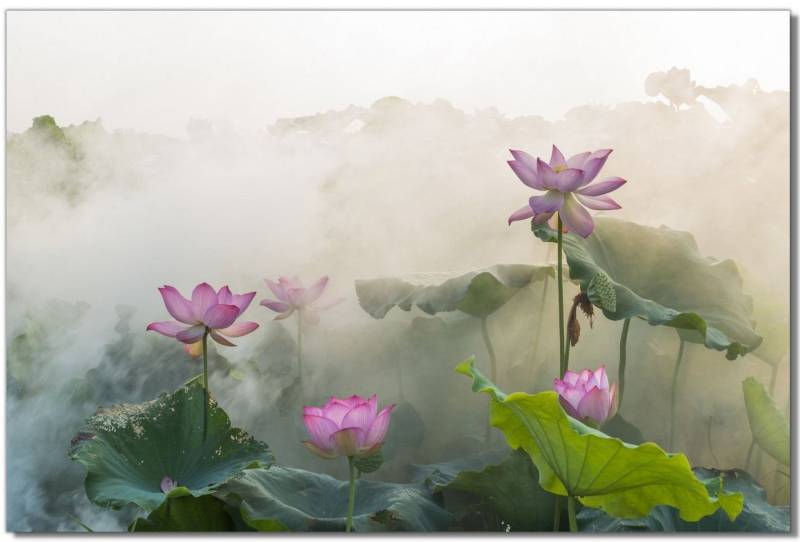 Victor (Zenith) Leinwandbild Leinwandbild \"Lotusblüte\" - Größe: 40 x 60 cm, in 40x60 cm, Wandbild Leinwand Blumen, Landschaften von Victor (Zenith)