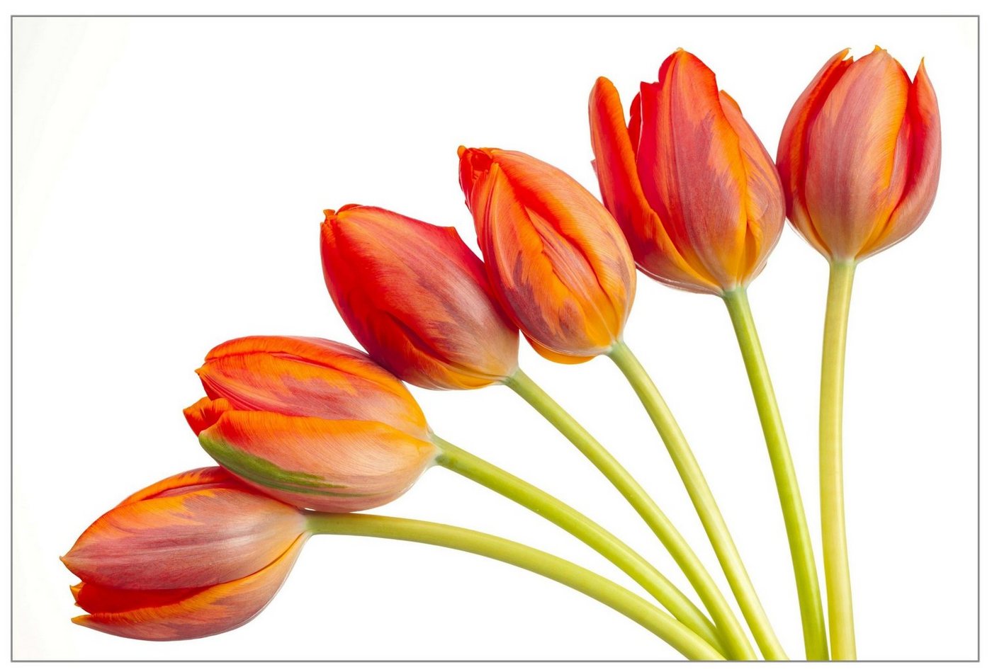 Victor (Zenith) Leinwandbild Leinwandbild \"Rote Tulpen\" - Größe: 30 x 45 cm, Blumen, in 30x45 cm, Wandbild Leinwand Blumen, Wohnzimmer & Schlafzimmer von Victor (Zenith)
