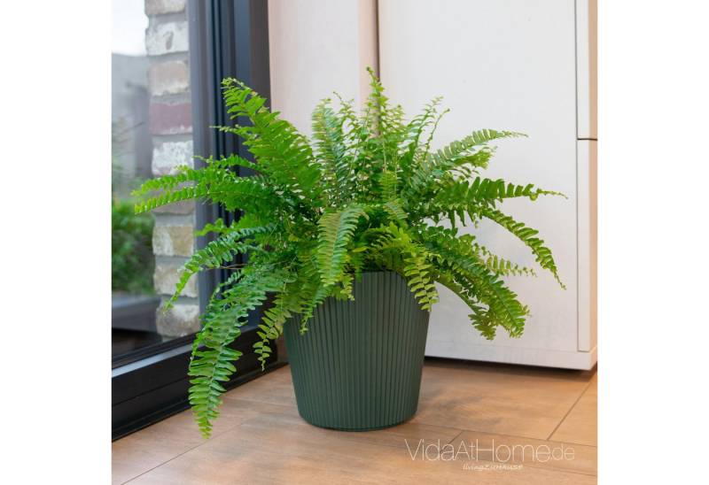 VidaAtHome.de Blumentopf Design-Pflanztopf BRYA ø 24er, Modernes Rillendesign, aus Kunststoff, mit Pflanzeinsatz von VidaAtHome.de