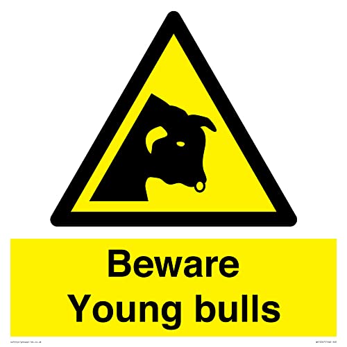 Schild mit Aufschrift "Beware Young Bulls", 400 x 400 mm, S40 von Viking Signs