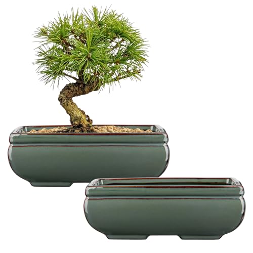 Bonsai-Töpfe aus Keramik mit Ablaufloch, 2er-Set, grün glasierte Bonsai-Pflanzgefäße für den Innen- und Außenbereich, rechteckiger flacher Bonzai-Baumtopf für Sukkulenten, Orchideen, Kakteen, Haus Bonsai-Töpfe aus Keramik mit Ablaufloch, 2er-Set, grün glasierte Bonsai-Pflanzgefäße für den Innen- und Außenbereich, rechteckiger flacher Bonzai-Baumtopf für Sukkulenten, Orchideen, Kakteen, Haus von Villa Como