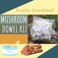 50 Pilz Dübel - Set Zum Baumstamm Beimpfen 50 Pilz Dübel - Set Zum Baumstamm Beimpfen von VillageFungi