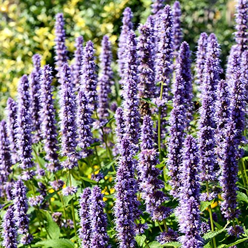 Kolibri mint Samen - Agastache mexicana von Vilmorin