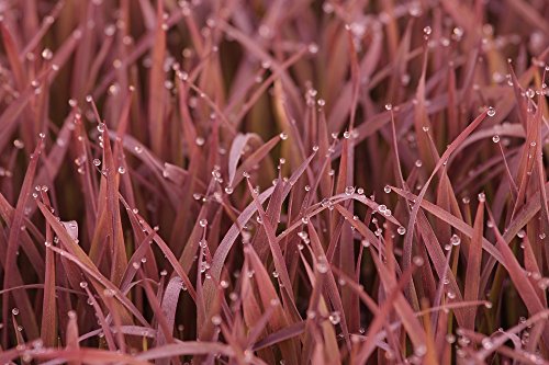 Ornament Reis schwarz Madras Samen - Reis (Gattung) Sativa von Vilmorin