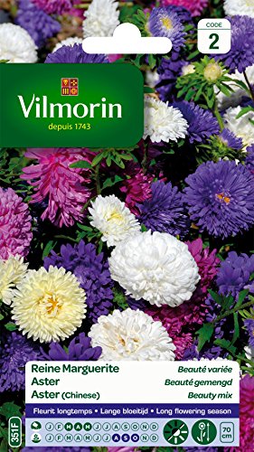 Vilmorin 5703442 Königin Gänseblümchen, Mehrfarbig, 90 x 2 x 160 cm von Vilmorin