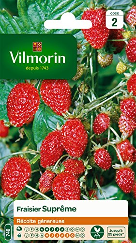 Vilmorin - Beutel Samen Erdbeere - 4 Jahreszeiten Höchste von Vilmorin