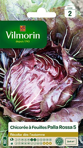 Vilmorin - Zichorieblättern Palla Rossa von Vilmorin