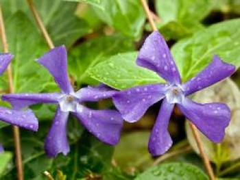 Balkan-Immergrün, 15-20 cm, Vinca balcanica, Topfware Balkan-Immergrün, 15-20 cm, Vinca balcanica, Topfware von Vinca balcanica